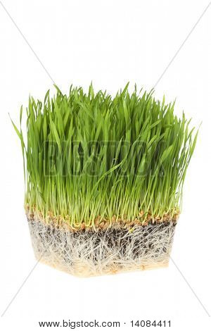Wheatgrass