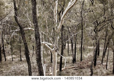 beautiful native bush trees growing in Australia
