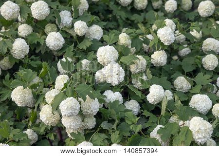 Viburnum Roseum bloomed beautiful white flowers in the garden