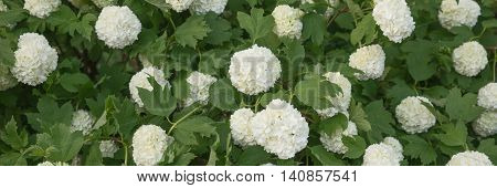 Viburnum Roseum bloomed beautiful white flowers in the garden