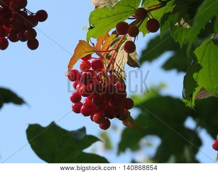The fruits of mountain ash on the eve of the autumn.