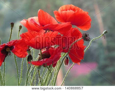 Red poppies in the evening. Summer mood.