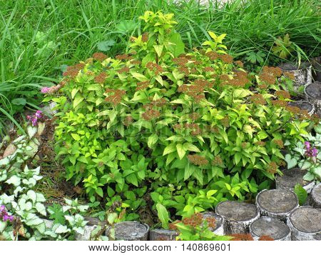 There are sunner  green grass flowerbed and flowers