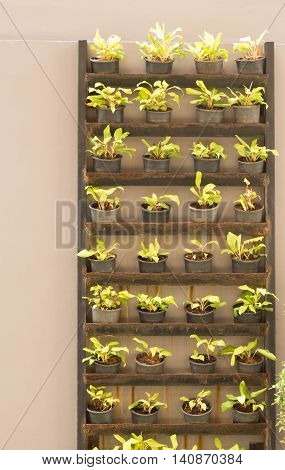 Plants grown in pots placed on the floor.