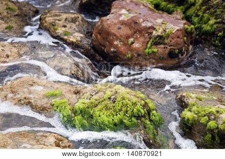 Seaweeds on the stones in a Mediterranean beach