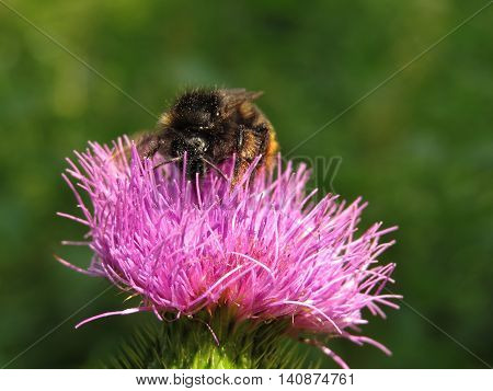 Bumblebee on a flower burdock. Summer mood.