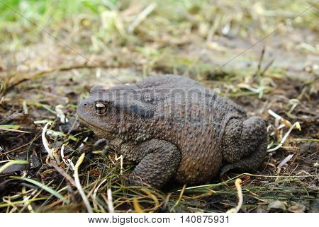 Toad sitting on the ground during the day