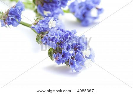 Limonium Sinuatum, Statice