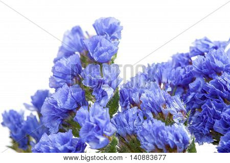 Limonium Sinuatum, Statice
