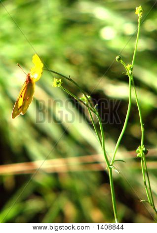 Mariposa amarilla se burló