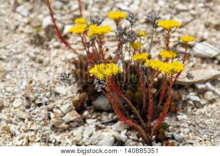 Flowers of Sedum rupestre in the Apennine Mountains in Italy.