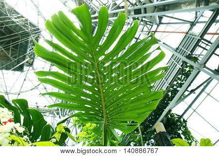 Palm leaf in botanical garden