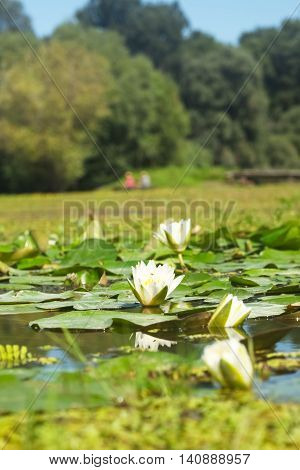White lotus water lilies in swamp lake
