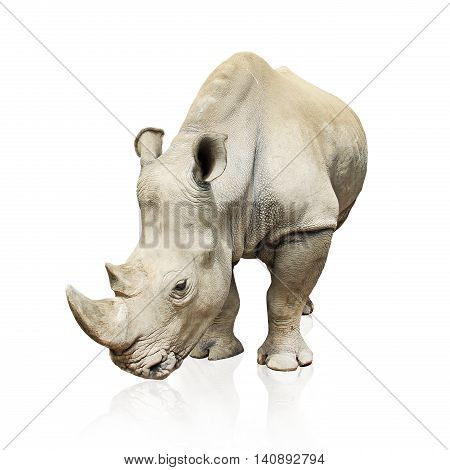 big gray rhinoceros isolated on white background