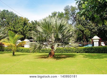 palm tree and green grass in a beautiful park