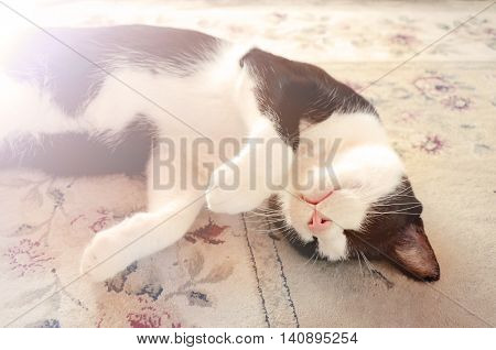 Domestic black and white cat in sleeping time.