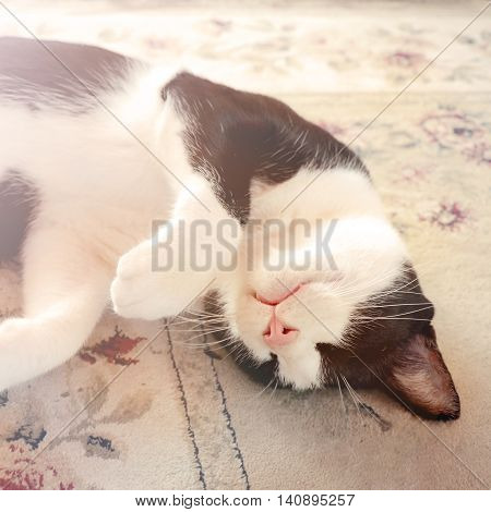 Domestic black and white cat in sleeping time.