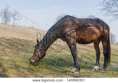 Chestnut horse (mare) grazing first fresh grass on a spring pasture