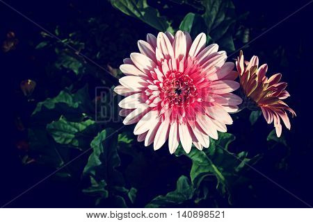 Abstract flower background in vintage style with soft selective