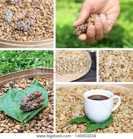 collage of coffee luwak beans with basket and white cup of coffee