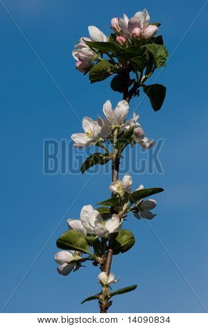 Blossom