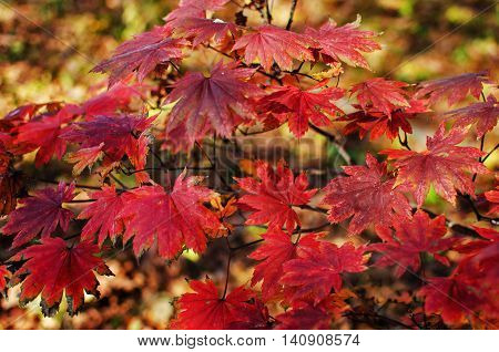 A carpet of autumn leaves yellow and crimson for a beautiful background