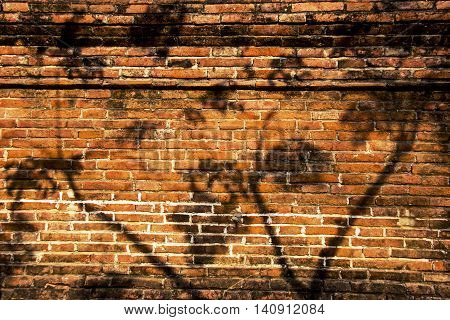 tree shadow on the old brick wall