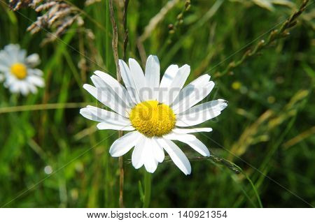 Chamomile flower spontaneously in an Italian field
