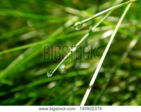 Rain drops on grass blade after rain