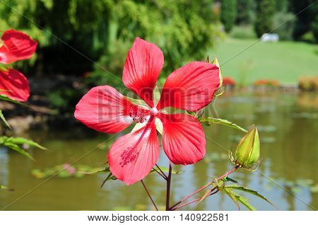 Stunning red hibiscus in a Italian garden