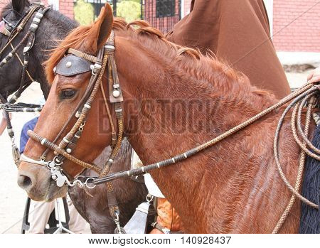 Head shot of sweaty chestnut colored Peruvian Paso horse with bridle and reins