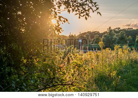 sunlight shining through tree near local forrest