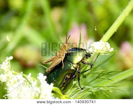 Grasshopper saddling bug on meadow during sunny day