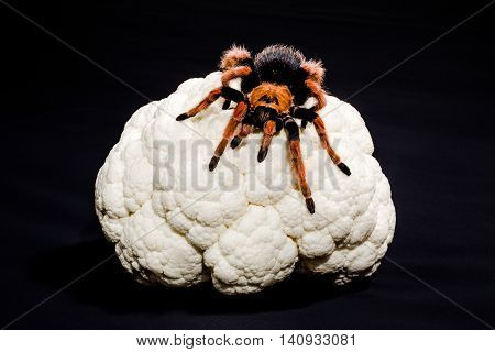 Close-up of metaphoric representation of brain cancer, of dementia, depression, schizophrenia. Tarantula on a cauliflower. Black background.