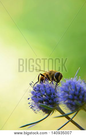 (Eristalis tenax).eristalis common. Fly drinking nectar on a blue field thistle.feverweed (Eryngium).Close-up. At dawn fly collects nectar from feverweed. Summer.