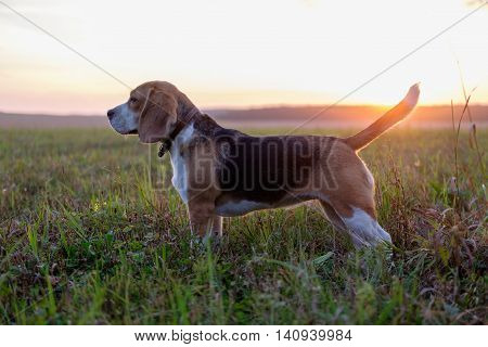 Walk the Beagle dog at sunset in a field