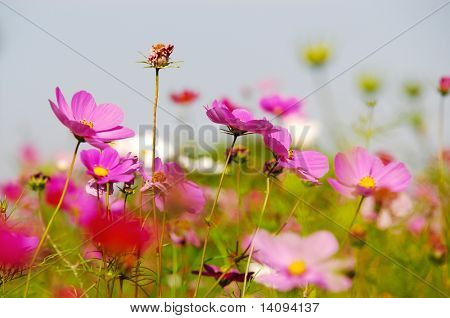 blomst (skov af blomster)