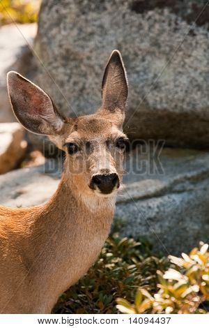 Goint a Taft Point