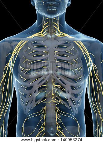 3d rendered medically accurate illustration of the chest nerves