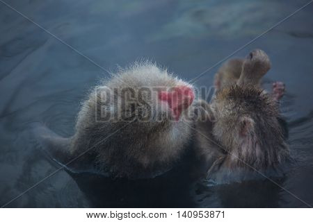 Snowmonkey Snow Monkey in hot water at Jigokudani Onsen in Nagano Japan.