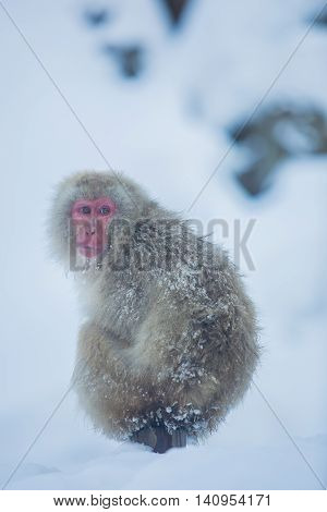 Snowmonkey Snow Monkey on snow at Jigokudani Onsen in Nagano Japan.