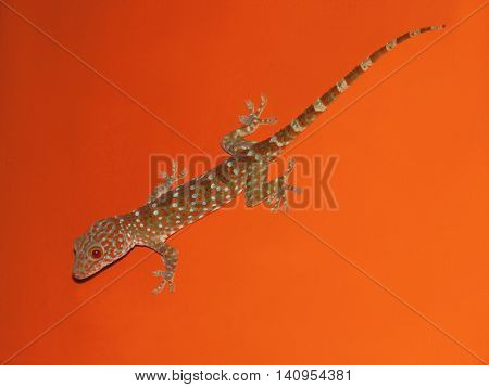 Striped gecko lizard on the orange wall.