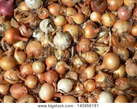 Pile of raw ripe onions. Background, texture