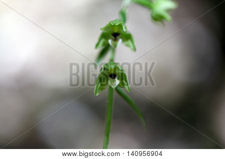 Flowers of a Violet Helleborine (Epipactis purpurata) a wild orchid from Europe.