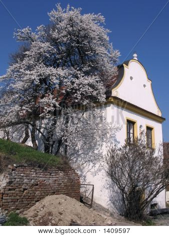Vecchia casa e albero sbocciante