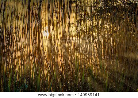 Morning sun shining through reeds at the river Morava, Slovakia.