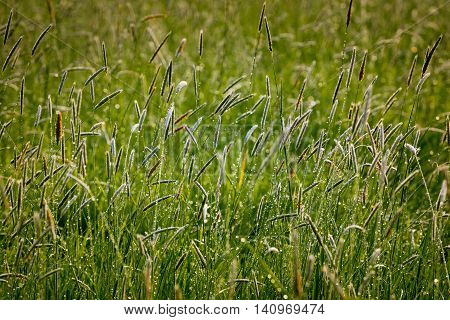 Morning Dew On A Meadow Near The River Morava