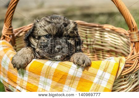 Cute little puppy in the wicker basket