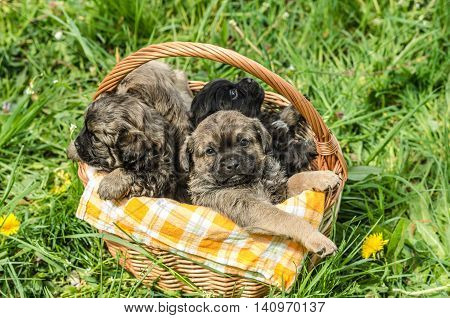 Cute little puppy in the wicker basket