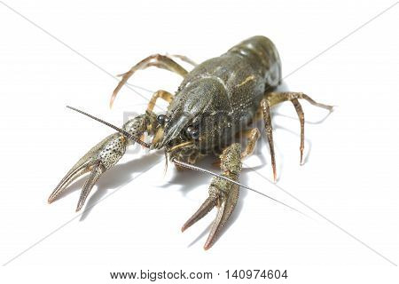 alive crayfish close up isolated on white background